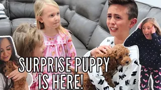 KID CRIES After Seeing Our BRAND NEW PUPPY! | SURPRISING the Family with a PUPPY!