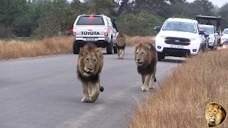 Young Shishangaan Male Lions On Patrol Without Casper The White Lion