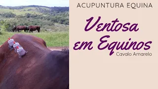 VENTOSA EM EQUINOS  - Acupuntura Equina