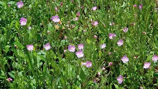 ユウゲショウ/Oenothera rosea 08_240509_ガイコツ山