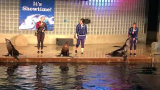 Mystic aquarium sea lion show 8/18/17
