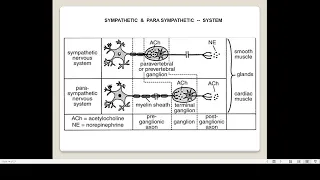 2024 04 14 Autonomic Nervous system 2