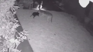 Coyote attacks family's dog in Huntington Beach