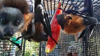 Flying foxes love watermelon