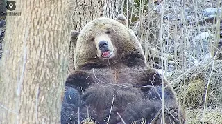 When it just cuts out... it's impossible to resist🐻💤