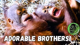 Adorable Twin Baby Orangutans Go Bananas With Playful Antics!