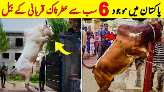6 Most Dangerous Qurbani Cow In Pakistan |  پاکستان میں موجود سب سے خطرناک قربانی کے بیل  | NYKI