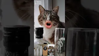 #cats мы пьём за то #топ кошка чтобы бросить пить 🍺