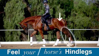 Are you hindleg blind? I've got a great trick for you!