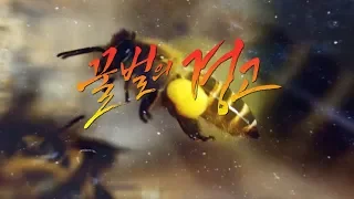 [춘천mbc 다큐멘터리] 꿀벌의 경고
