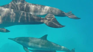 Swimming with wild Dolphins in beautiful Egypt 4K