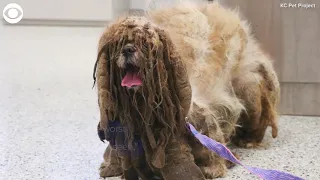 Stray dog has 7 pounds of matted fur shaved off