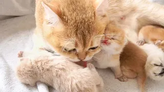 Mom cat bathes kittens and kittens meowing loudly