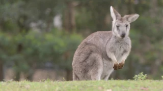 Visit Kangaroo Valley