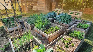 5 Starting Tips | Raised Bed Vegetable Gardening For Beginners