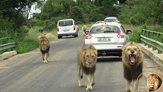 LATEST And BEST Sighting Ever Of Casper The White Lion With ALL His Brothers