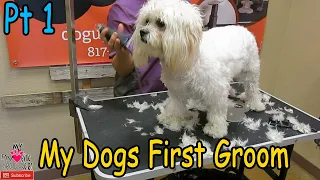 Grooming a young dog for the first time