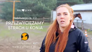 Jak przezwyciężyć strach u konia? (Habituacja 1/2 ) #2 Rozmówki Polsko - Końskie