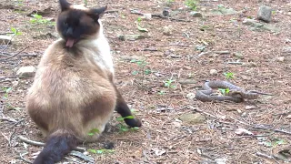 Siamese cat vs Snake || 뱀잡는 샴고양이