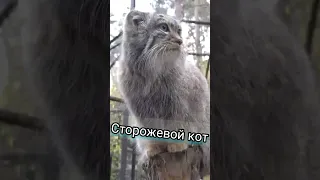 На посту