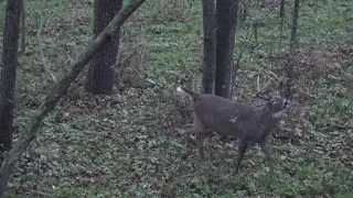 Fall Obsession - Wisconsin Deer Hunt