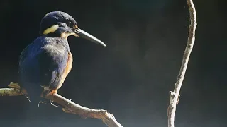 Kingfisher and Platypus Hunt Together | Seven Worlds, One Planet | BBC Earth