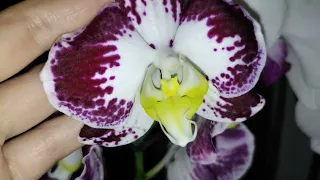Огляд Квітучих Орхідей на Кухні на Вікні.Що робити з Квітоносами???