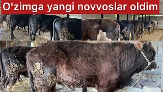 Yangi olgan novvoslarimni narxiga va xolatiga baxo bering