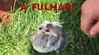 Fulmar spitting