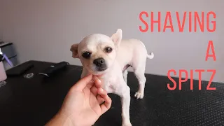 COMPLETELY SHAVING A GERMAN SPITZ | RURAL DOG GROOMING