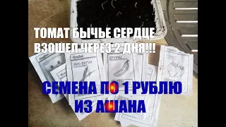 Семена из Ашана по 1 рублю.Всходы через 2 дня. Томат Бычье сердце.