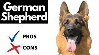 German Shepherd Pros And Cons (SHOCKING)