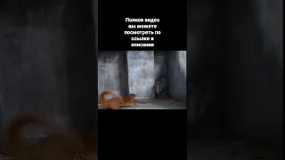 Мангусты нашли Огромную Королевскую кобру в сарае #мангустпротивзмеи #змеяпротивмангуста #мангуст