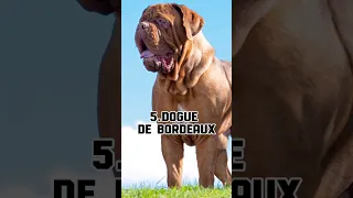 Top 10 Largest Dog Breeds in the world