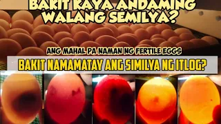 BAKIT NANAMATAY ANG SEMILYA NG ITLOG? | DAPAT MALAMAN BAGO BUMILI NG FERTILE EGGS | DIY INCUBATOR