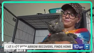 Cat shot with arrow near St. Pete makes strong recovery, finds new home