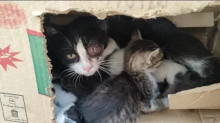 Mama Cat has wonderful babies. She was very hungry and so were her babies