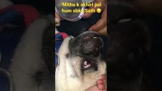 RIP Our dog’s final moments😔Myson k akhiri pal💔|emotional video| #shorts#dog#death#youtube