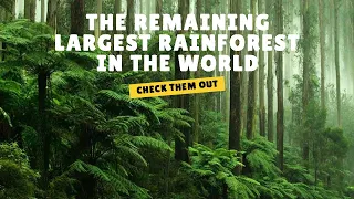 Top 10 Largest Rainforest in the World