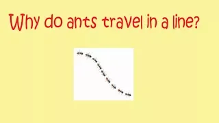 Interesting General Knowledge Questions with Answers / Why do ants travel in a line?