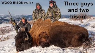 Double Trouble Wood Bison in the Yukon Part 1