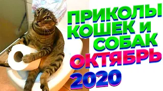 ЛУЧШИЕ ПРИКОЛЫ 2020 Октябрь СМЕШНЫЕ ЖИВОТНЫЕ 2020 Лучшие приколы 2020 Кошки Собаки Смешные коты