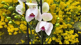 Знову нахватала єкскюзивів 🦋Новинки😍#орхідеї #orchid #flowers #фаленопсис #