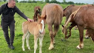 🔥Великий вибір Новоолександрівських Ваговозів на Продажу🔥🐴💪💵