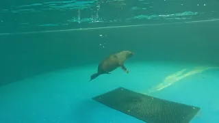 Rescue Crews Scoop Wandering Seal Out of Lake in Queensland -- Storyful