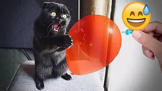 Funniest Animals 2023 😅 New Funny Cats and Dogs Videos 😹🐶 Part #23