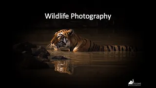 WEBINAR: The Essential Guide to Wildlife Photography with Nick Dale