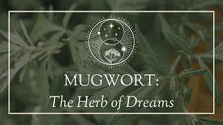 Mugwort: The Herb of Dreams