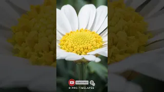 Chamomile flower Time Lapse #shorts