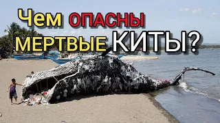 ЧЕМ ТАК ОПАСНЫ МЁРТВЫЕ КИТЫ?